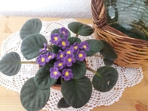 saintpaulia blomma saintpaulia blomma