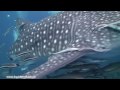 A Week of Diving with Whale Sharks on Koh Tao, Gulf of Thailand.