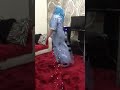 أندنوسيه ههههه