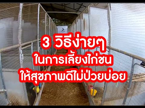 3วิธีง่ายในการเลี้ยงไก่ชนให้สมบูรณ์ตั้งแต่เล็กๆ