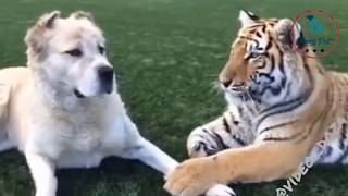 Funniest Tiger and Dog - Dog's reaction when Tiger wants to eat together