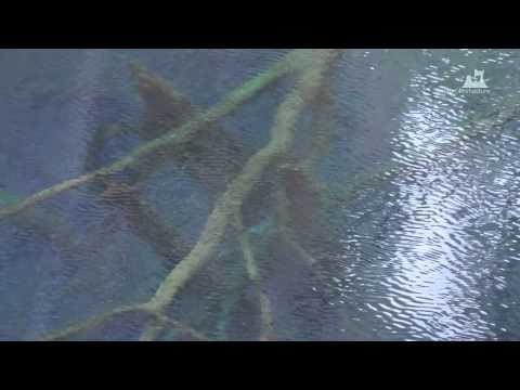 早春の青池（十二湖） - 水面（カメラ移動） - 0203A
