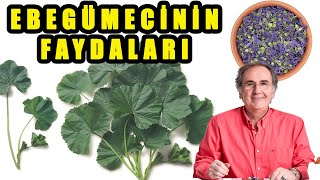 EBEGÜMECİ FAYDALARI / Ebegümeci Zararları ve Yan Etkileri