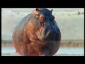 hippo