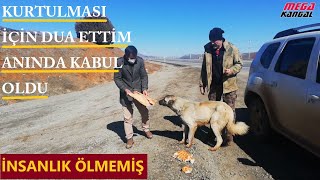 YOL KENARINA ATILAN KÖPEĞİ SAHİPLENDİ İNSANLIK DERSİ VERDİ #sokakköğeği