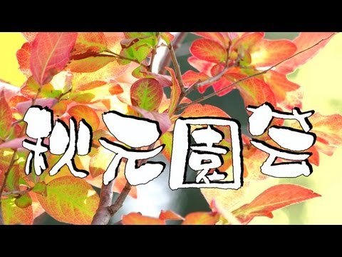 ヤマボウシ(山法師) : 植木販売秋元園芸 ヤマボウシ 検索動画2 ヤマボウシ(山法師) : 植木販売秋元園芸 ヤマボウシ 検索動画 2