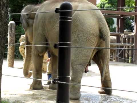 上野動物園大象尿尿