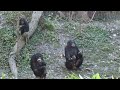 bonobos overcoming social tension