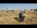 Explainer: How the Guptas "looted" the dairy farm