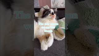 Social Support Animal For Anxiety Buster