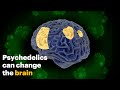 How Psychedelics Change the Brain
