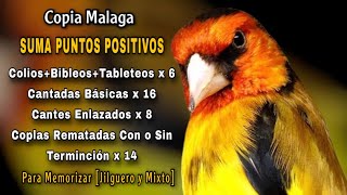 Jilguero Y Mixto En Copia Malaga Elegante Y Intentado Para Memorizar Niños Stieglitz Singen