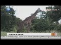 Know Kenya : Basic facts about the world´s tallest mammal, the giraffe.