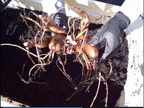 How to Harvest & Propagate Yacon from a 5 Gallon Nursery Pot John From Growingyourgreens Shows You How He Harvests And Propagates Yacon A...