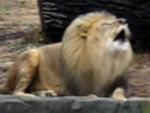 Roaring lion