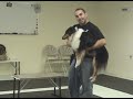 Aggressive dog training and aggression rehab tips (www.k9-1.com)