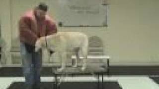 Aggressive dog training and aggression rehab tips (www.k9-1.com)