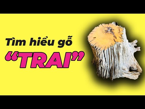 Tìm Hiểu Cây Gỗ Trai ?