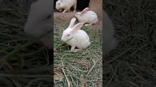 White Bunnies Rolling On Gr Ghaas Par Lot-Pot Hote Khargosh