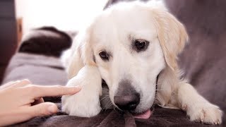Booping My Dog Too Many Times
