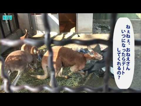 須坂市動物園のアカカンガルー「ハッチ」