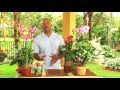 How to Care for Orchids