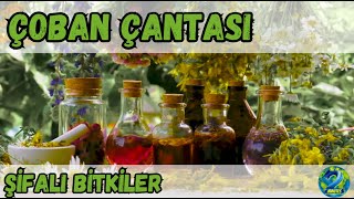Çoban Çantası. Şifalı Bitkiler