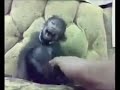 swissfuck.mp4