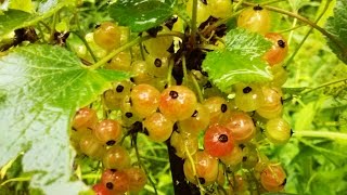 Выращивание смородины из ягоды 14