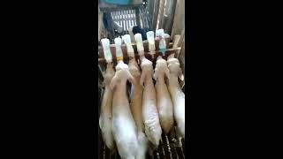 Cara Menyususi Anak Domba