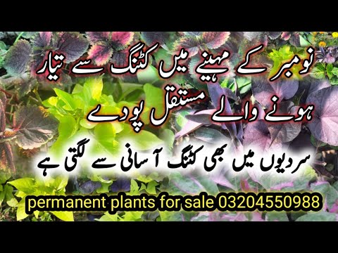 30+Permanent Plants To Grow from cuttings in November/Plants Cuttings/grow cuttings in November 30+Permanent Plants To Grow from cuttings in November/Plants Cuttings/grow cuttings in November