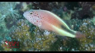 HAWKFISH