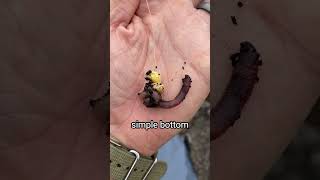 People Say This Fish Is Trash...
