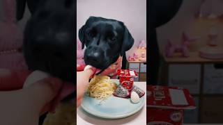 Best Dog Food Brands S Daily Life Pets