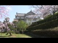 駿府城と桜