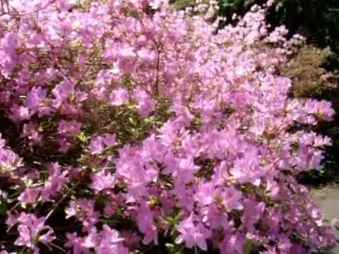 In Perfect Blooms Of Color Video