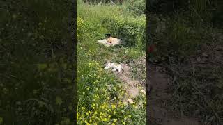 Милые Котики😻😂 Отдыхаю На Природе Cute Cats Relaxing In Nature #Shorts