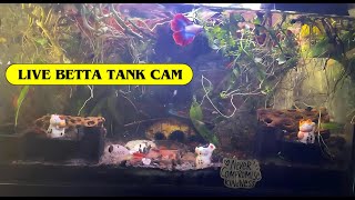 Live Aquariumhalfmoon Double Tail Betta, Shrimps Snailsfish Tank Camno Sound Relaxing Video