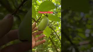I Cant Wait Pawpaw To Get Ripen