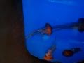 Jelly Fish 2