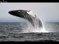 Endangered Species Act of 1973