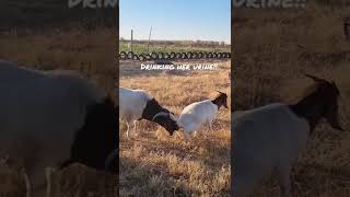 Boer Goat Buck Why Is He Drinking The Does Urine