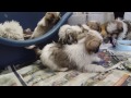 Adorable Rescued Puppies Getting Cared For, For The First Time