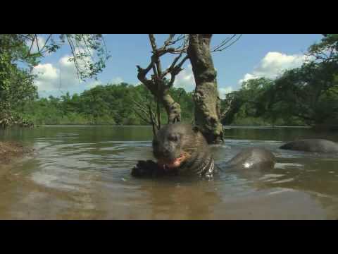 Rivers of the sun, Amazon 4-6