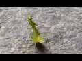 Praying Mantis -VS- Cat