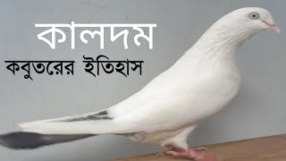 History Of Kaldom Pigeons...