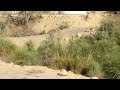 Hingol National Park Balochistan Ibex