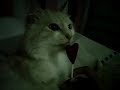 this is how you LICK كذا تلحس والا بلاش