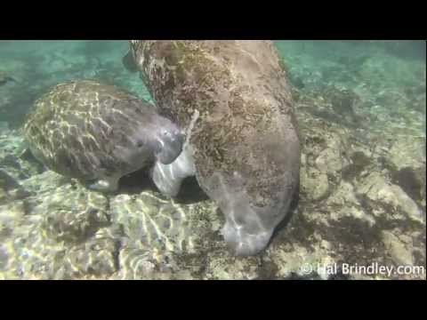 Manatee nipples are located in