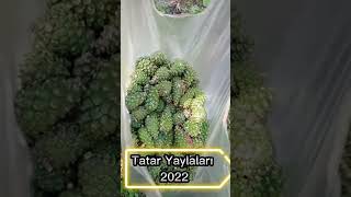 Tatar Yaylalari 2022